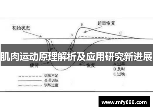 肌肉运动原理解析及应用研究新进展