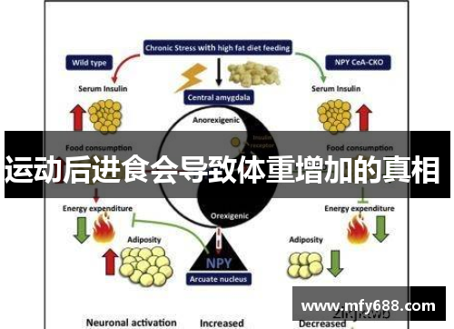 运动后进食会导致体重增加的真相 